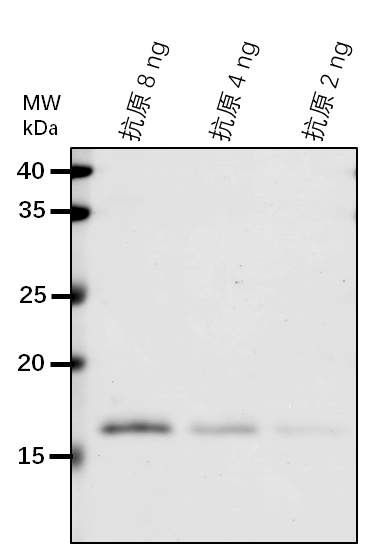 Anti-ARF1/ ADP-ribosylation factor 1