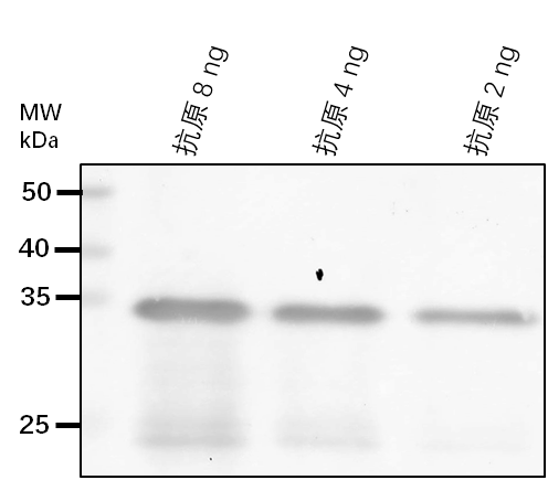 Anti-PARP2/ Poly [ADP-ribose] polymerase 2