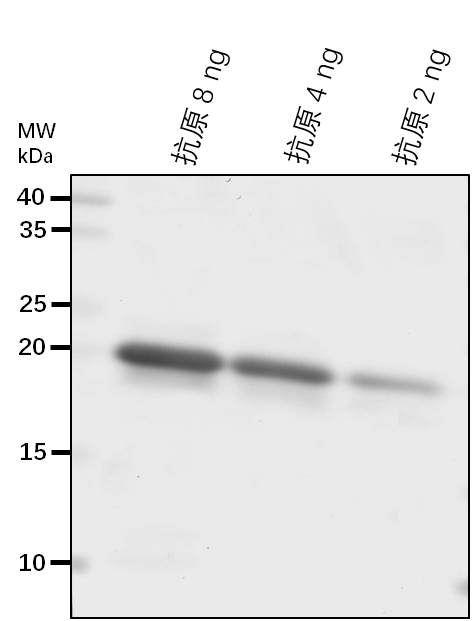 Anti-PDH-E1 ALPHA/ Pyruvate dehydrogenase E1 component subunit alpha-3, chloroplastic