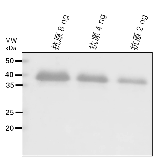 Anti-RD29A/ Low-temperature-induced 78 kDa protein