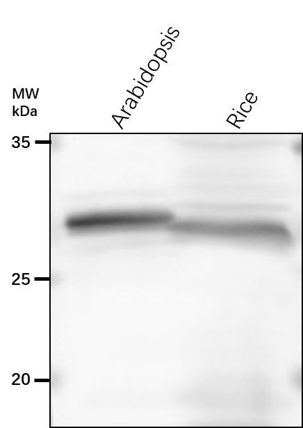 Anti-TIM/ Triosephosphate isomerase, chloroplastic