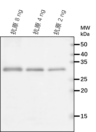 Anti-NAI2/ TSA1-like protein