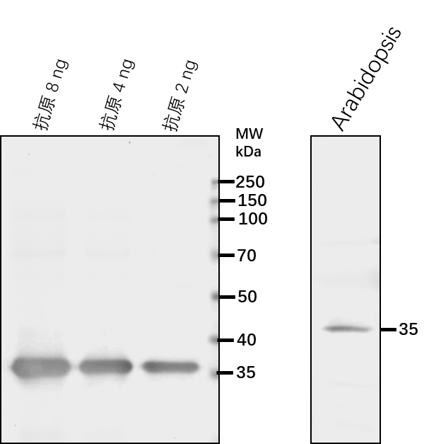 Anti-SSL12/ Protein STRICTOSIDINE SYNTHASE-LIKE 12