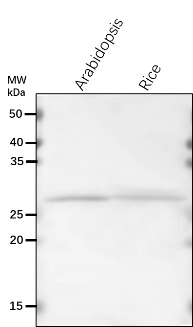 Anti-CDSP32/ Thioredoxin-like protein CDSP32, chloroplastic