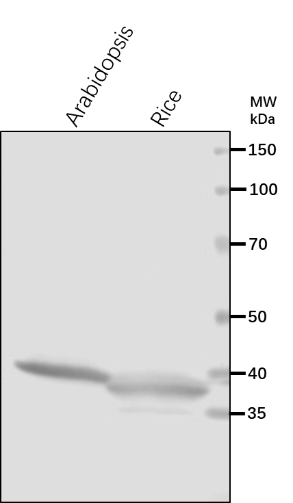 Anti-ADK1/ Adenosine kinase 1