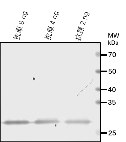 Anti-Uncharacterized protein At4g15545