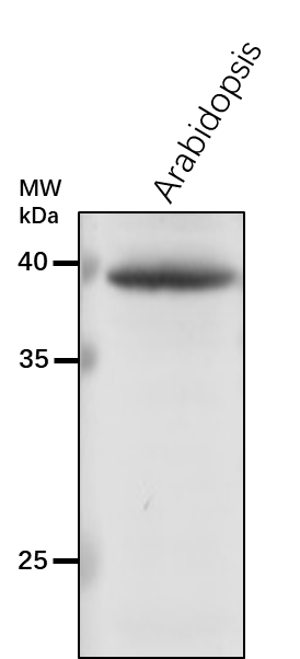 Anti-FDH1/ Formate dehydrogenase, chloroplastic/mitochondrial