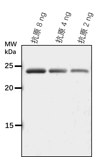 Anti-LACS4/ Long chain acyl-CoA synthetase 4