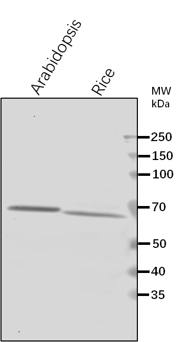 Anti-SDH1-1/ Succinate dehydrogenase [ubiquinone] flavoprotein subunit 1, mitochondrial