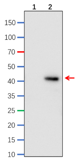 Anti-Flag tag antibody
