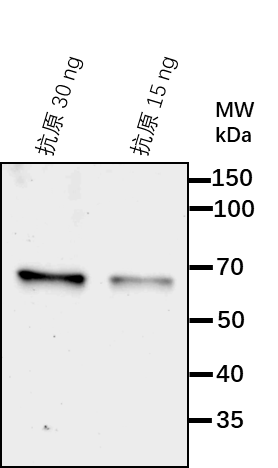 Anti-SINE1/ Protein SINE1