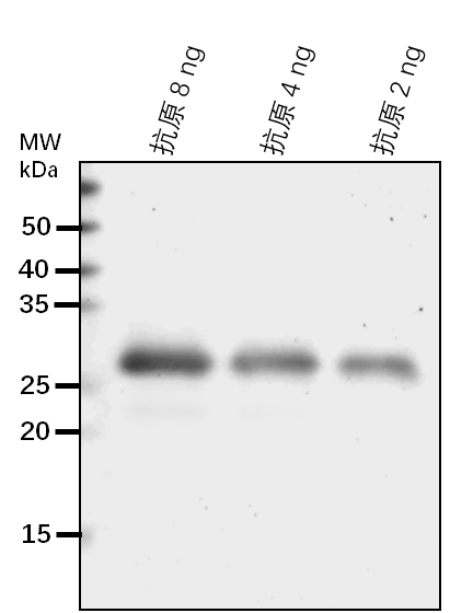 Anti-PSD3/ Phosphatidylserine decarboxylase proenzyme 3