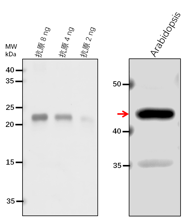 Anti-ADH2/GSNOR/ S-(hydroxymethyl)glutathione dehydrogenase