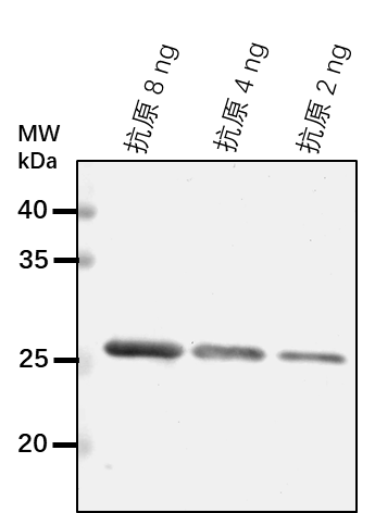 Anti-FHA2/ FHA domain-containing protein FHA2
