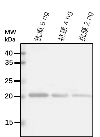 Anti-MTK/ Methylthioribose kinase
