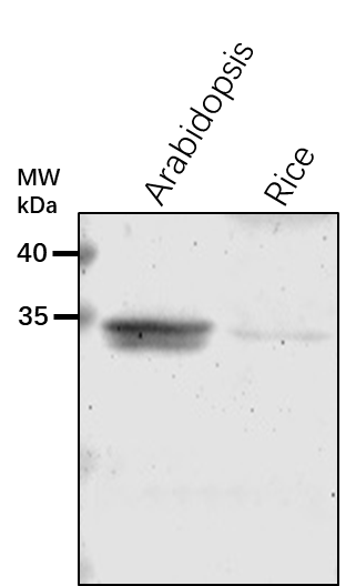 Anti-RACK1B/ Small ribosomal subunit protein RACK1y