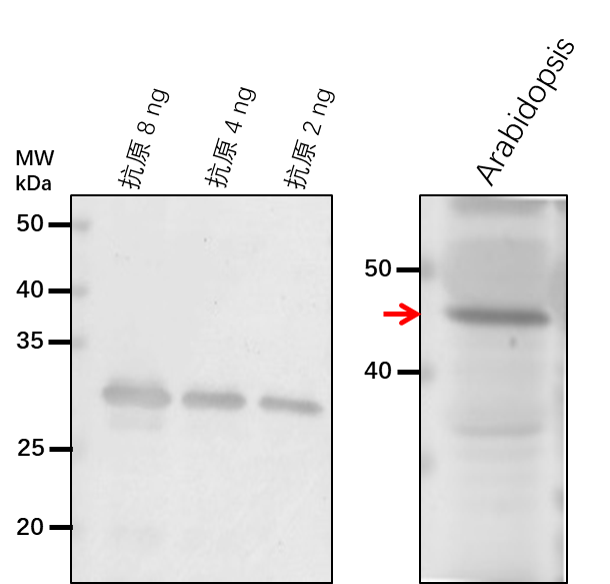 Anti-VIK/ Serine/threonine-protein kinase VIK