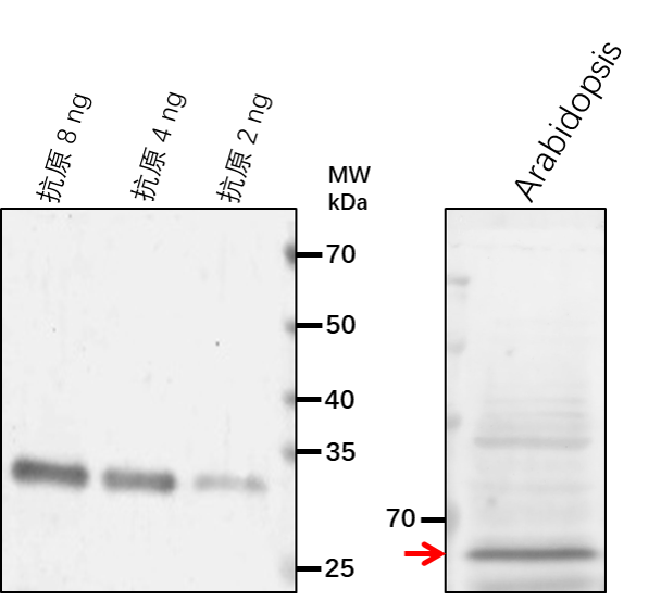 Anti-SIR/ Assimilatory sulfite reductase (ferredoxin), chloroplastic