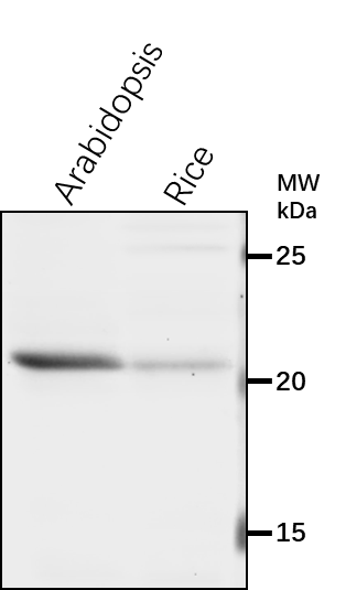 Anti-RAB1A/ Ras-related protein RABD2b