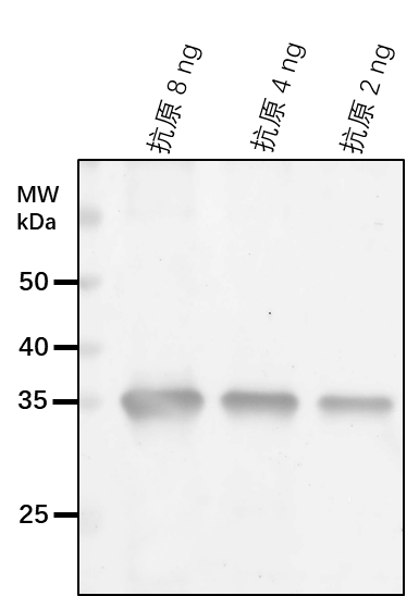 Anti-HCF244/ Protein HIGH CHLOROPHYLL FLUORESCENCE PHENOTYPE 244, chloroplastic
