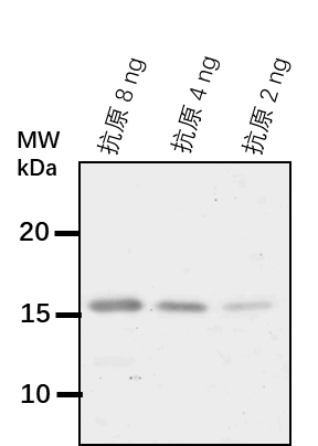 Anti-RAP2-12/ Ethylene-responsive transcription factor RAP2-12