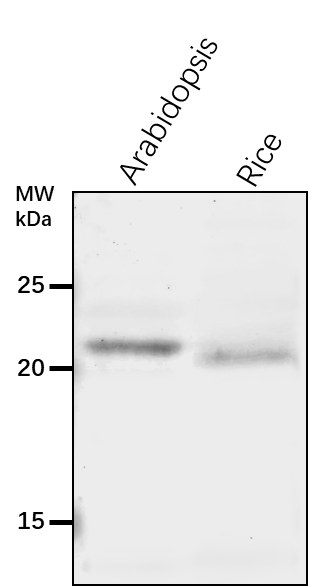 Anti-RAB5A/ Ras-related protein RABF2a
