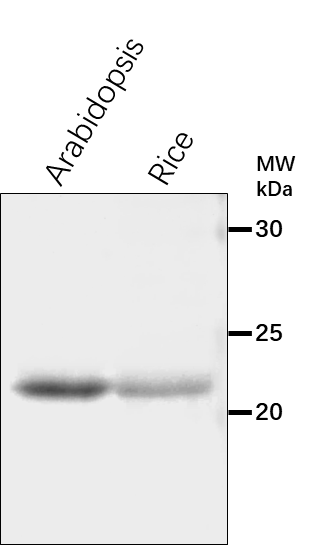 Anti-RAB2/ Ras-related protein RABB1c