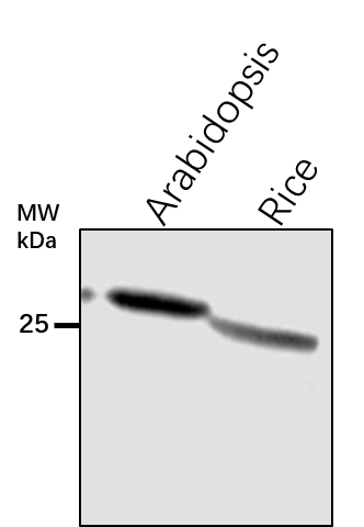 Anti-CBBY/ CBBY-like protein