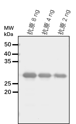 Anti-O2/ Opaque-2 protein