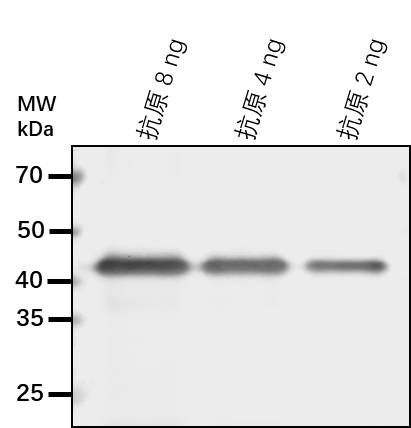 Anti-HEN1/ Small RNA 2'-O-methyltransferase