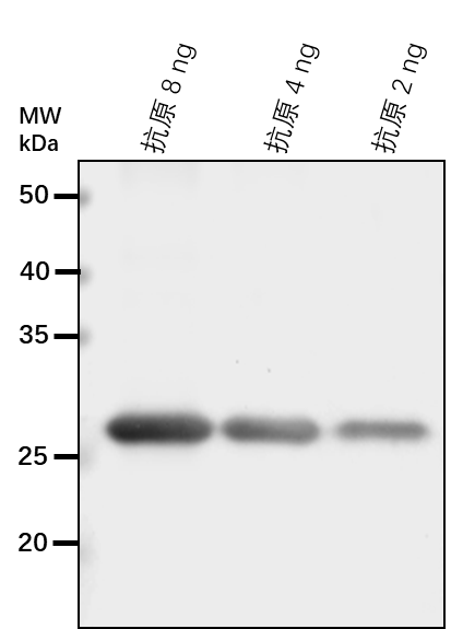 Anti-CYP81D1/ Cytochrome P450 81D1
