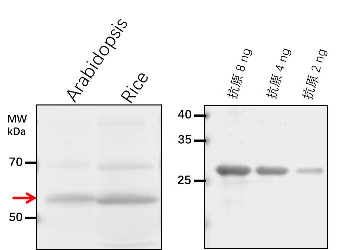 Anti-EDS16/ Isochorismate synthase 1, chloroplastic