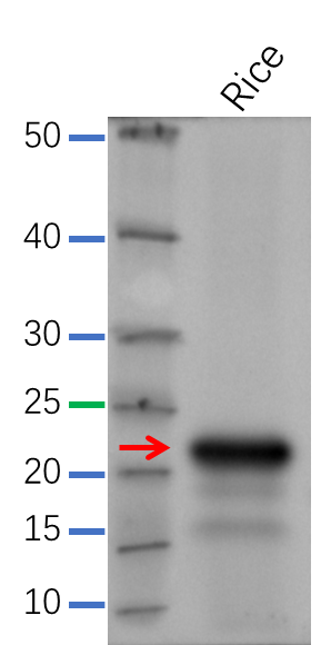 Anti-ATPD / ATP synthase delta chain, chloroplastic