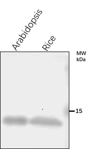 Anti-PRF1/ Profilin-1