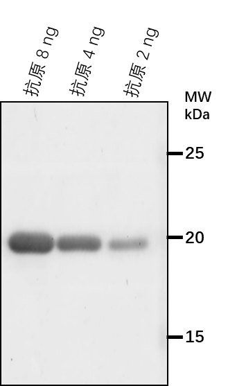 Anti-HSP23.6/ 23.6 kDa heat shock protein, mitochondrial