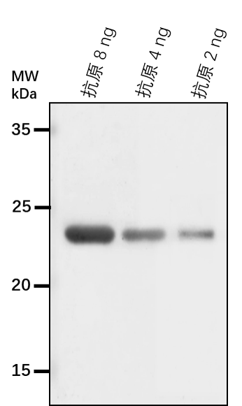 Anti-HSP26.5/ 26.5 kDa heat shock protein, mitochondrial