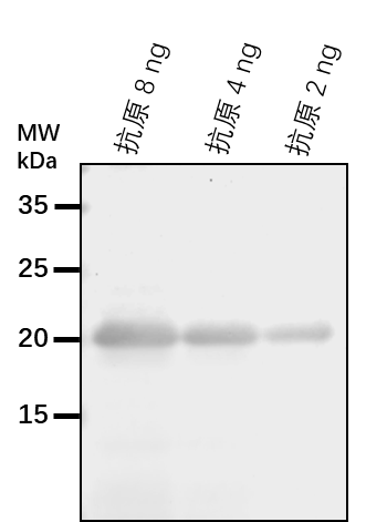 Anti-HDA6/ Histone deacetylase 6